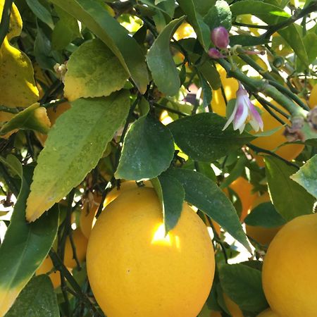 Lemon Tree Hotel Donji Seget Exterior photo