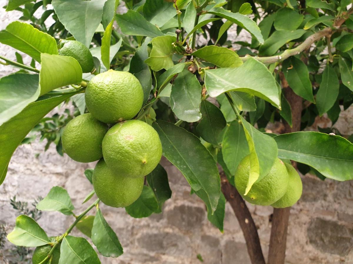 Lemon Tree Hotel Donji Seget Exterior photo