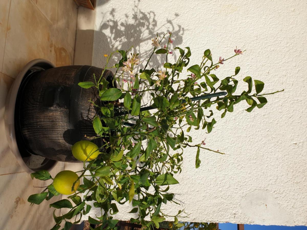 Lemon Tree Hotel Donji Seget Exterior photo
