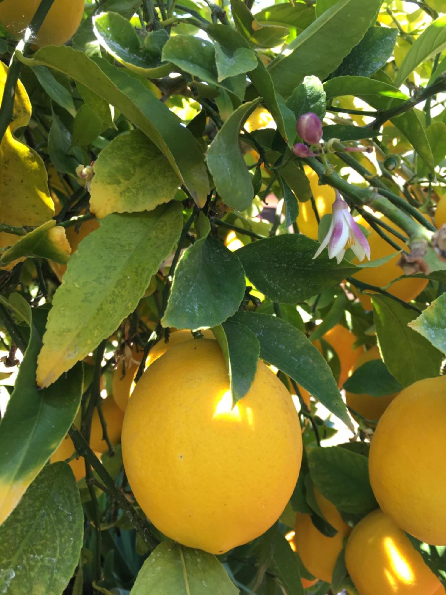 Lemon Tree Hotel Donji Seget Exterior photo