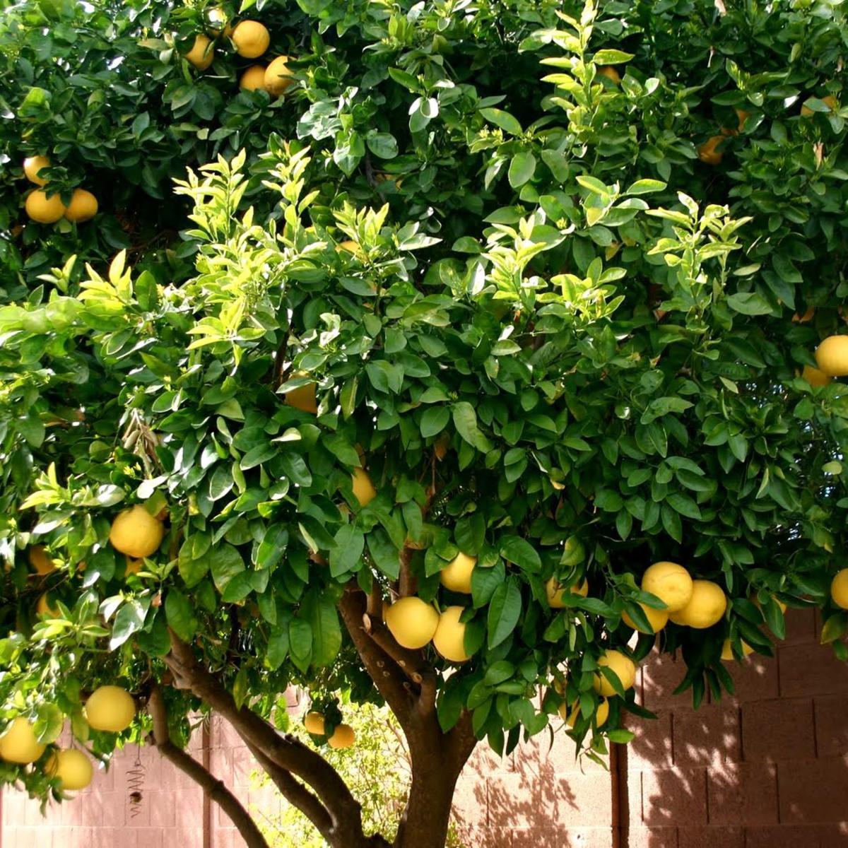 Lemon Tree Hotel Donji Seget Exterior photo